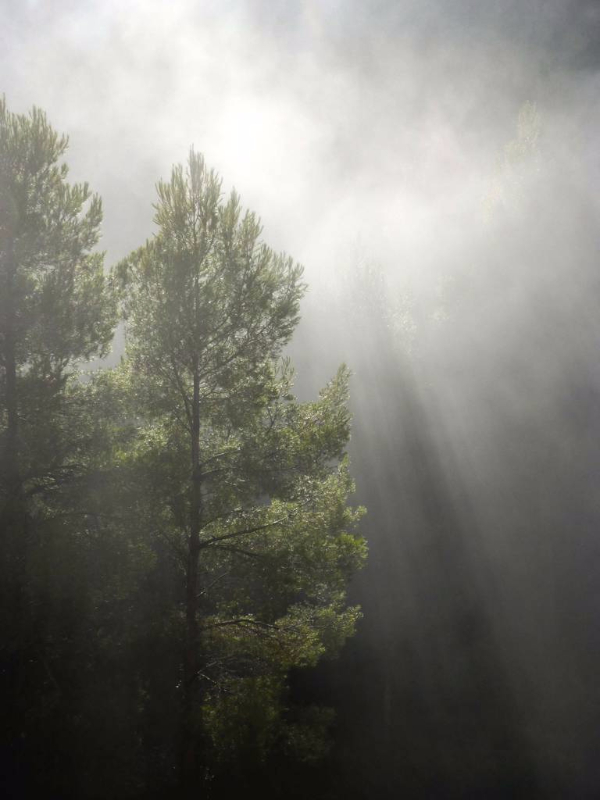 trees in a forest