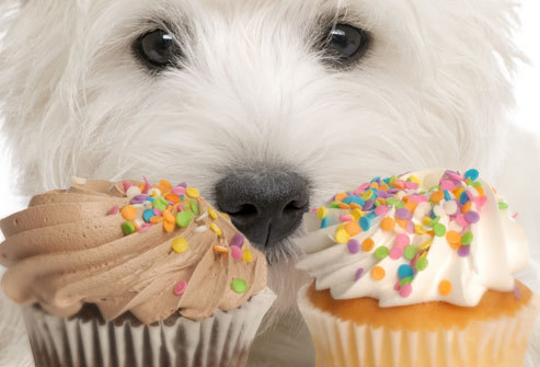 dog looking at cupcakes
