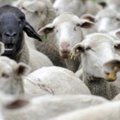 one black sheep among many white sheep