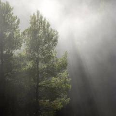 trees in a forest