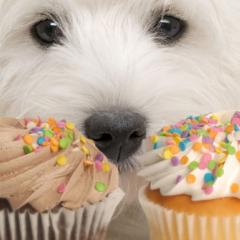dog looking at cupcakes