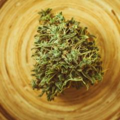cannabis